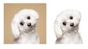 background removal 10 dolars