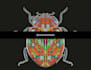 to digitally illustrate an insect with a black background in psychedelic
