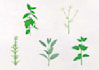 create illustration of plants, flowers, fruits and mushrooms
