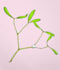create illustration of plants, flowers, fruits and mushrooms