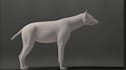 do 3d cgi animal composting 3d animal model 3d animation 3d bird design vfx cgi