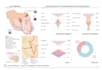 do architectural site analysis, mapping and diagrams