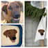 convert your dog cat pet into custom embroidery digitizing file