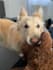 create ugc content, photos and videos with my dog