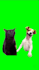 create a funny viral video with trending kittens