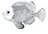 do scientific illustrations with ink
