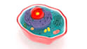 do 3d medical and scientific modeling and animation