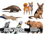 sketch and illustrate creatures or animals