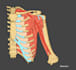 do medical sketch , illustration or medial animation