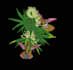 professionally digitize your logo for 3d puff and flat embroidery