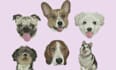 create embroidery digitizing your dog, cat, and pet face within one hour