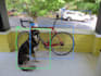 do object detection image classification face recognition proficiently