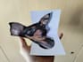 convert 2d image to 3d optical illusion card