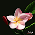 draw professional botanical illustrations