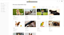 create a heartwarming pet adoption, care website platform