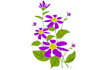 line art illustrations, botanical flowers, plants