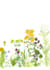 paint botanical illustrations with custom quality watercolours