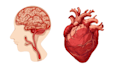 medical illustration and scientific graphics