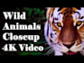 do a monetizable wild animals videos for youtube within 24 hours