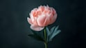 do photo animation video for your social media posts instagram tiktok facebook