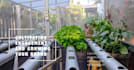 expert content strategy for agriculture and hydroponics content