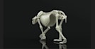 do 3d animal animation, 3d animal model, 3d character, 3d rigging  hair