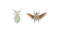 create insects, animals and botanical illustrations