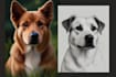 draw a beautiful pet portrait from a photo