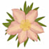 create botanical illustration of flowers