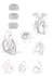 make a medical anatomy illustration for you