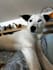 do ugc video with my dog