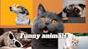 do a viral pets compilations video cats and dogs from youtube,tiktok, facebook