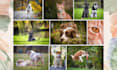 create perfect pet photos with professional editing