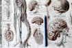 design and make your scientific illustrations, figures
