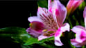 render 3d flower animation, 3d flower design, 3d flower model, 3d plant design
