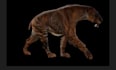 do realistic 3d animal animation, 3d animal rigging, 3d animal design, vfx cgi