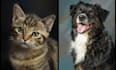 draw a realistic digital oil pet painting portrait
