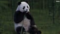 create stunning 3d animal animation rigging modeling and vfx for game and films