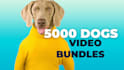 create custom reels huge bundle per category