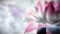 do 3d flower animation 3d flower design, plant, texture 3d render rig cgi vfx