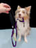 create ugc video ad with dog model