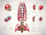 do medical and scientific illustration