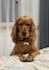 your cocker spaniel model for product photography