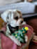 create dog or pet ugc content for social media