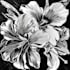 draw a linocut design or any photo for brands for you