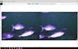 provide expert image, video, and text annotation services, cvat specialist