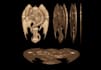 sculpt 3d printable coin 3d coin model medallion 3d bas relief for 3d printing