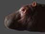 create realistic 3d model of animal or creature