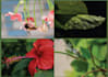 do professional nature photography for your projects
