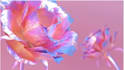 create 3d flower animation, 3d product, flower model